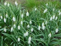 Picture of snowdrops