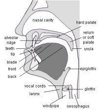 Speech organs - click for a larger version